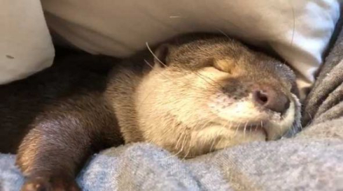 カワウソ さくら 布団 寝るまで 添い寝