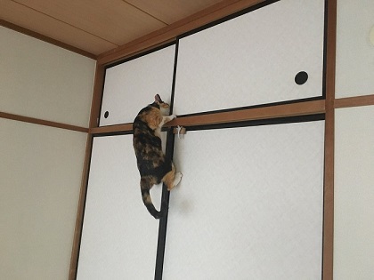 猫