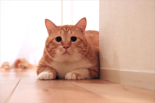 ぐぴ本