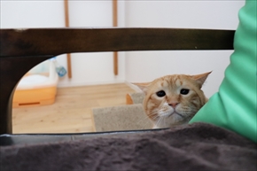 ぐぴ本