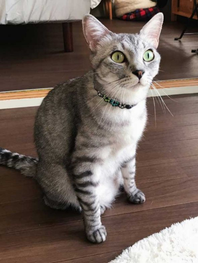 冬毛 フル装備 猫 雪だるま