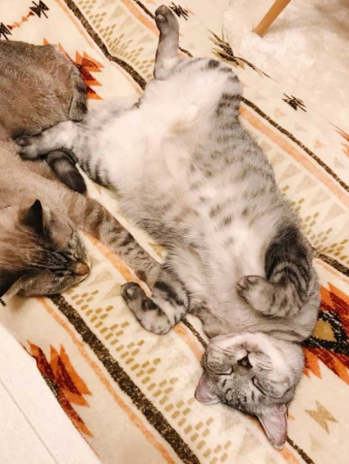 冬毛 フル装備 猫 雪だるま