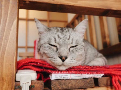 冬毛 フル装備 猫 雪だるま