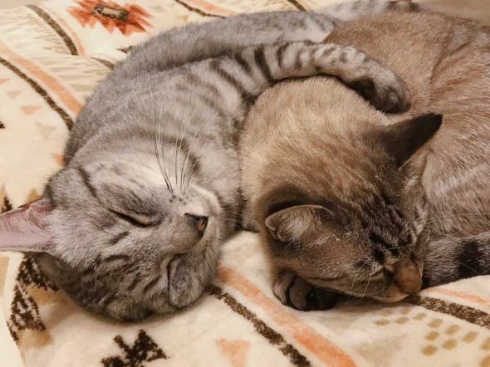 冬毛 フル装備 猫 雪だるま