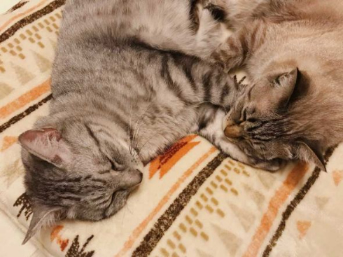 冬毛 フル装備 猫 雪だるま