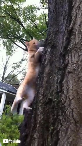 おじさんとリス