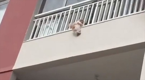 犬の救出
