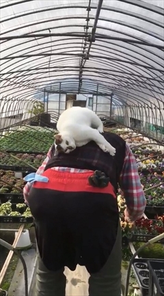 わたなべ花壇・猫のチビちゃん