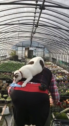 わたなべ花壇・猫のチビちゃん