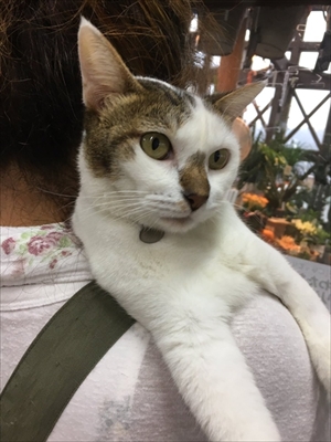 わたなべ花壇・猫のチビちゃん