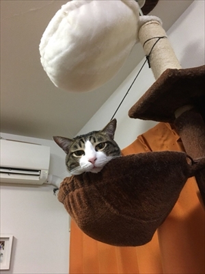 わたなべ花壇・猫のチビちゃん