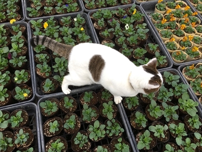 わたなべ花壇・猫のチビちゃん