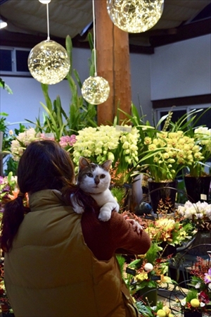 わたなべ花壇・猫のチビちゃん