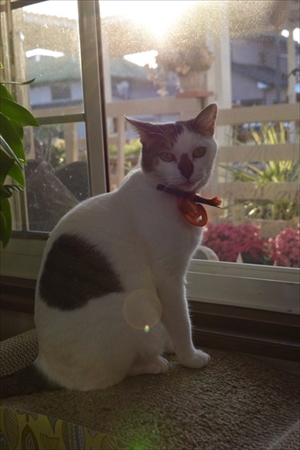 わたなべ花壇・猫のチビちゃん