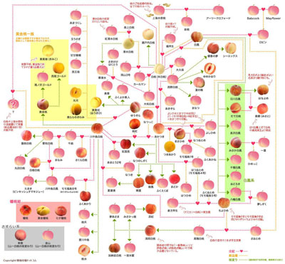 桃の家系図
