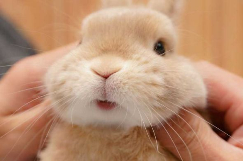 こちょこちょ ウサギ かわいい