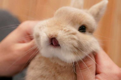 こちょこちょ ウサギ かわいい