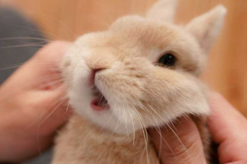 こちょこちょ ウサギ かわいい