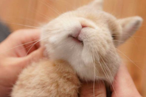 こちょこちょ ウサギ かわいい