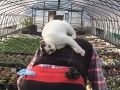 いい乗り心地ニャ　従業員の背中で荒ぶるキュートな猫農場長が目撃される