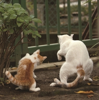 写真展・必死すぎるネコ