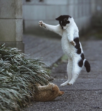 写真展・必死すぎるネコ