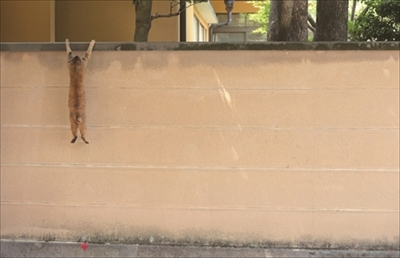 写真展・必死すぎるネコ