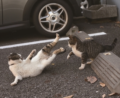 写真展・必死すぎるネコ