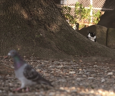 写真展・必死すぎるネコ