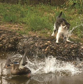 写真展・必死すぎるネコ