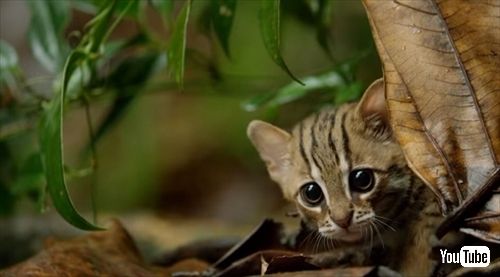 世界一小さい猫