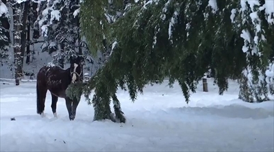 山形馬事センター