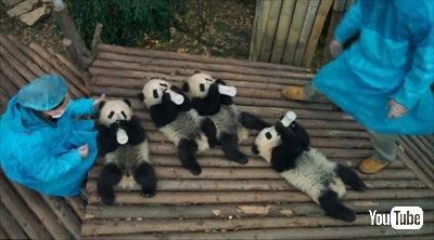 PANDAS