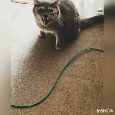 猫 機嫌 ちゅ〜る 態度が豹変