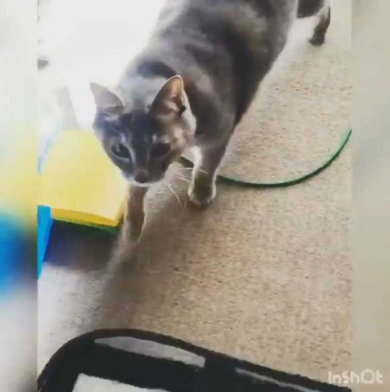 猫 機嫌 ちゅ〜る 態度が豹変