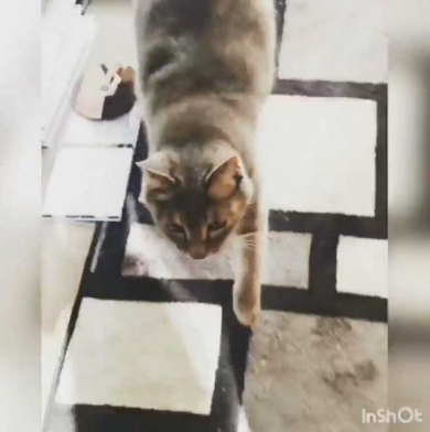 猫 機嫌 ちゅ〜る 態度が豹変