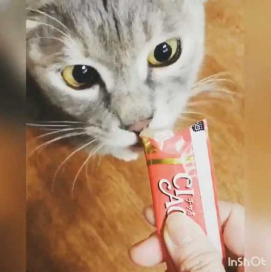 猫 機嫌 ちゅ〜る 態度が豹変