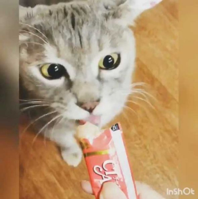 猫 機嫌 ちゅ〜る 態度が豹変