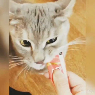 猫 機嫌 ちゅ〜る 態度が豹変