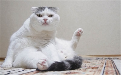 ぐでねこ ライくん