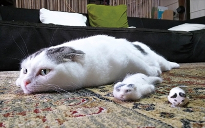 ぐでねこ ライくん