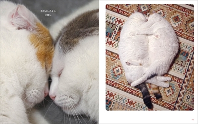 ぐでねこ ライくん