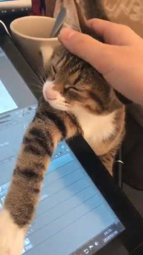 猫 ナデナデ 動画