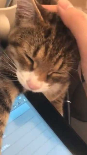 猫 ナデナデ 動画