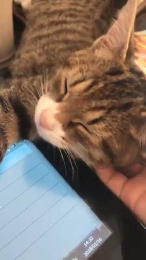 猫 ナデナデ 動画