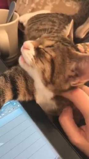 猫 ナデナデ 動画