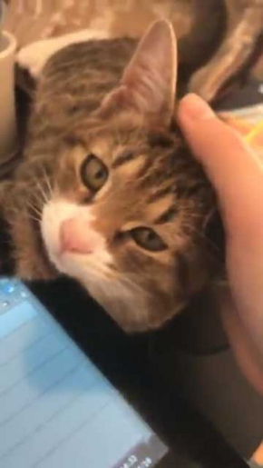 猫 ナデナデ 動画