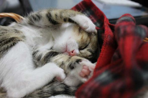 猫 ナデナデ 動画