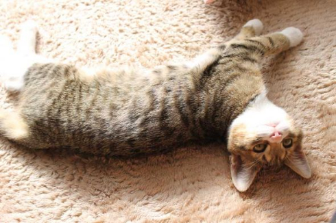 猫 ナデナデ 動画