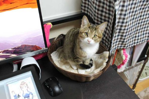 猫 ナデナデ 動画